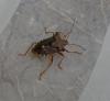 Pentatoma rufipes